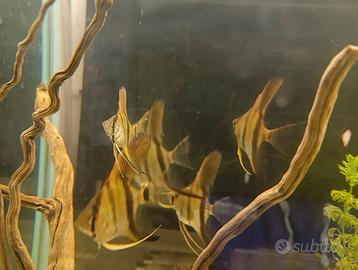 Scalari ,neon ,ancistrus,neocaridine