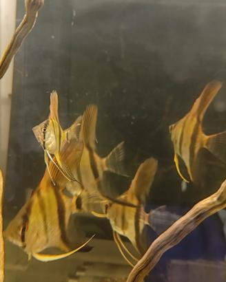 Scalari ,neon ,ancistrus,neocaridine