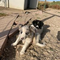Cuccioli di border collie