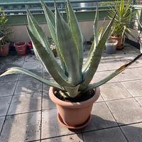 Piante Agave Grandi