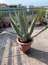 Piante Agave Grandi