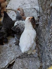 Pollastra razza brahma bianca di 4 mesi