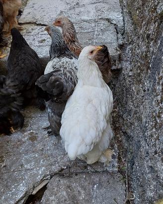 Pollastra razza brahma bianca di 4 mesi