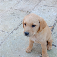 Cuccioli cane labrador