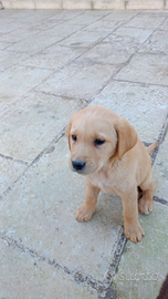 Cuccioli cane labrador