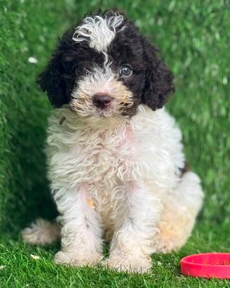 Lagotto romagnolo 