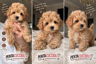 MALTIPOO & MALTIPO CUCCIOLI disponibili - pag rate
