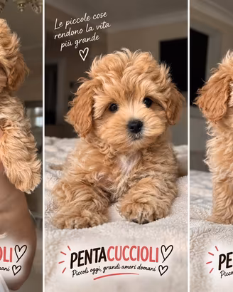 MALTIPOO & MALTIPO CUCCIOLI disponibili - pag rate