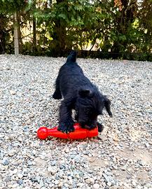 Cucciolo schnauzer nano nero