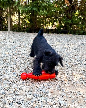 Cucciolo schnauzer nano nero