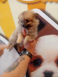 Volpino di pomerania mini toy maschietto