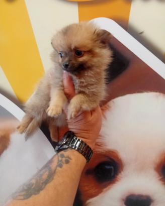 Volpino di pomerania mini toy maschietto