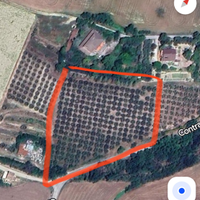 Terreno, Uliveto
