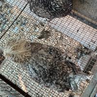 Coppia galline padovane sparviero