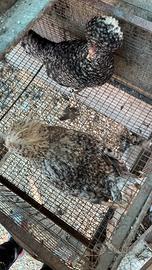 Coppia galline padovane sparviero