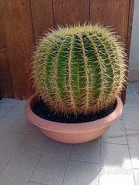 pianta grassa Cuscino della suocera 30 cm