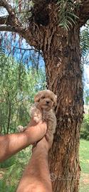 Maltipoo mini toy paga fino a 12 rate