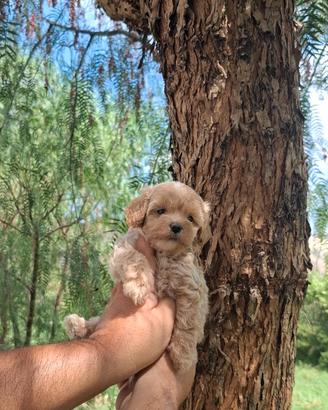 Maltipoo mini toy paga fino a 12 rate