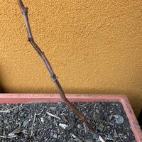 Pianta di uva americana (2 anni)