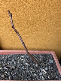 Pianta di uva americana (2 anni)