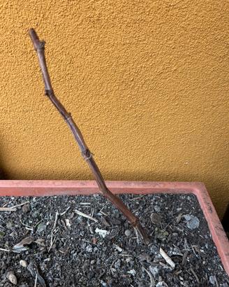 Pianta di uva americana (2 anni)