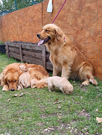 Golden Retriever Americani Alta Genealogia