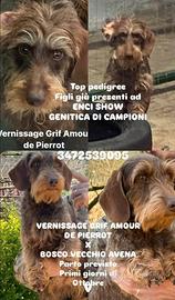 Bassotti a pelo duro con pedigree