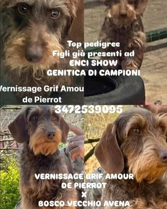 Bassotti a pelo duro con pedigree