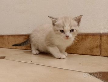 Gattini ragdoll e persiano