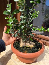 Bonsai olivo selvatico