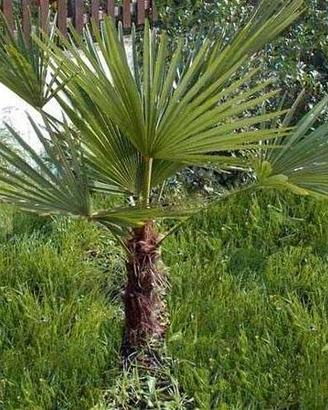 palme