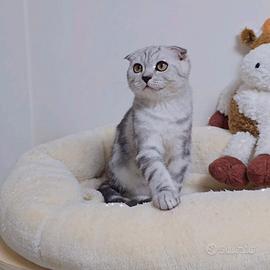 Gattino scottish Fold dolcissimo cucciolo