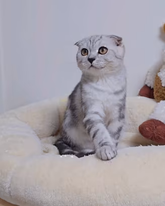 Gattino scottish Fold dolcissimo cucciolo