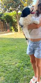 Border collie femmina con pedigree