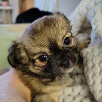 Cucciola di Chihuahua a pelo lungo