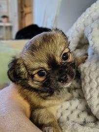 Cucciola di Chihuahua a pelo lungo