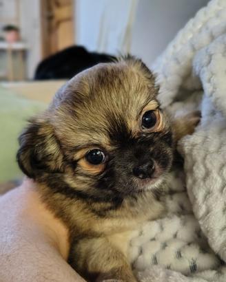 Chihuahua a pelo lungo