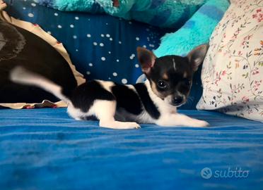 Cucciola Chihuahua mini toy
