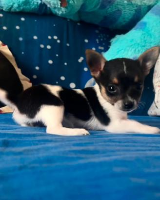 Cucciola Chihuahua mini toy