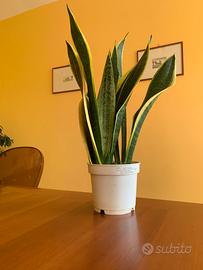 Sanseveria altezza 36 in vaso da 12 cm.
