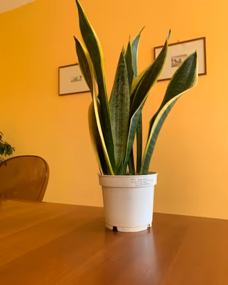 Sanseveria altezza 36 in vaso da 12 cm.