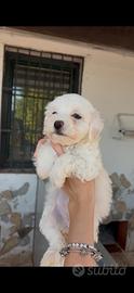 Maltese Femmine Salerno