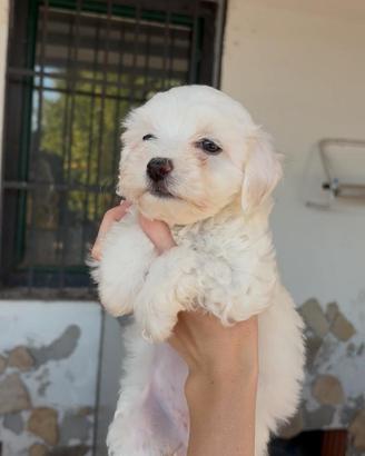 Maltese Femmine Salerno