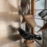 Colombi viaggiatori (piccioni)