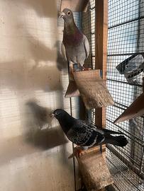 Colombi viaggiatori (piccioni)