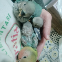 Un Inseparabile per Amico