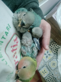 Un Inseparabile per Amico