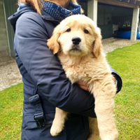 Cucciolo di Golden Retriever