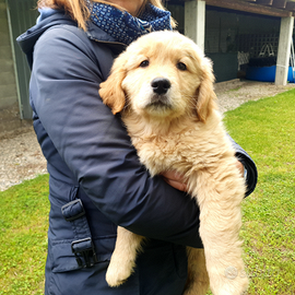 Cucciolo di Golden Retriever