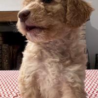 Cuccioli Lagotto